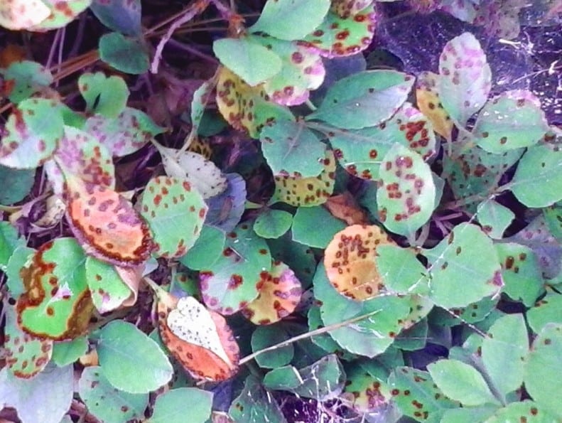 Indian Hawthorn Leaf Spot