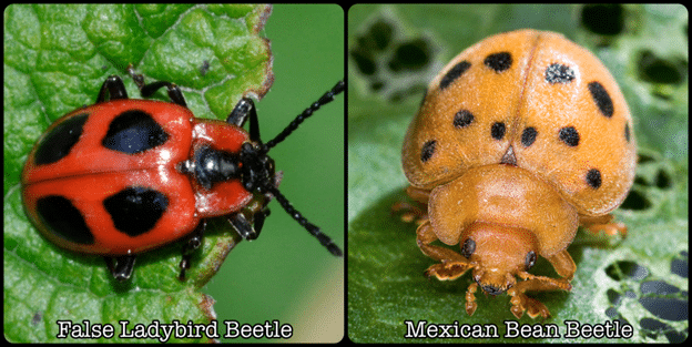 ladybug-1