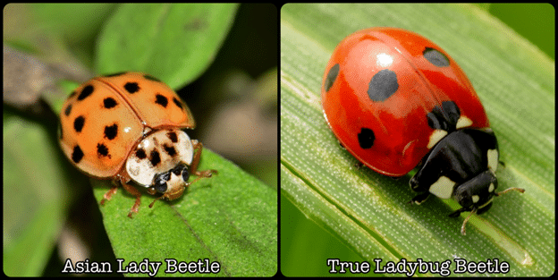 ladybug-2