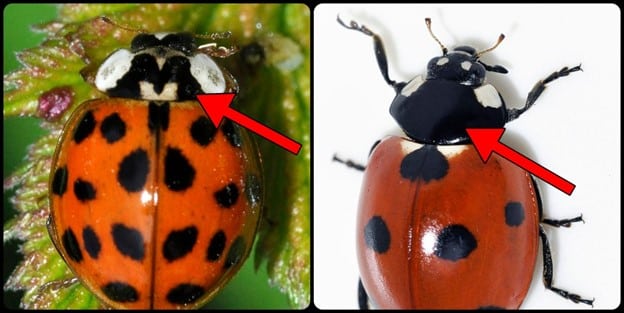 ladybug-3
